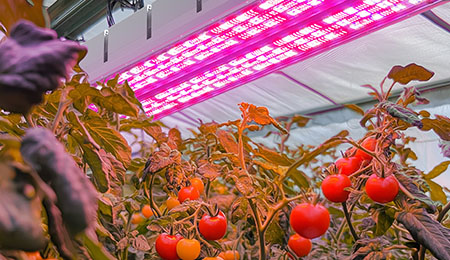 植物补光的长日照 vs. 短日照，如何调节才能真正增产？